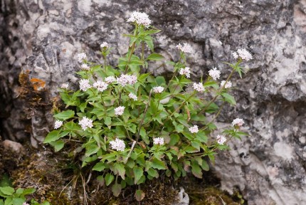 Valeriana tripteris 41215 Med